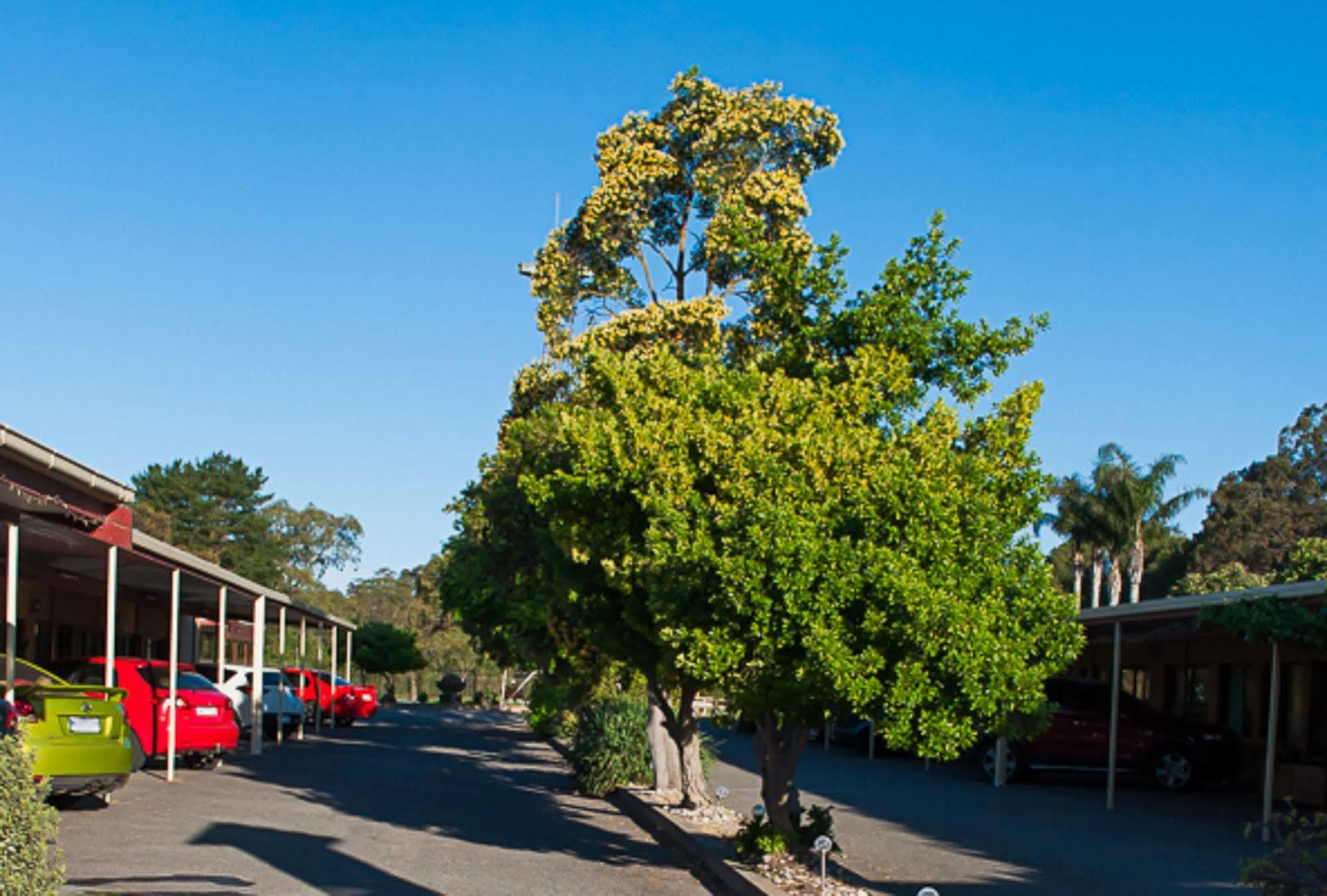 Angaston Vineyards Motel Kültér fotó
