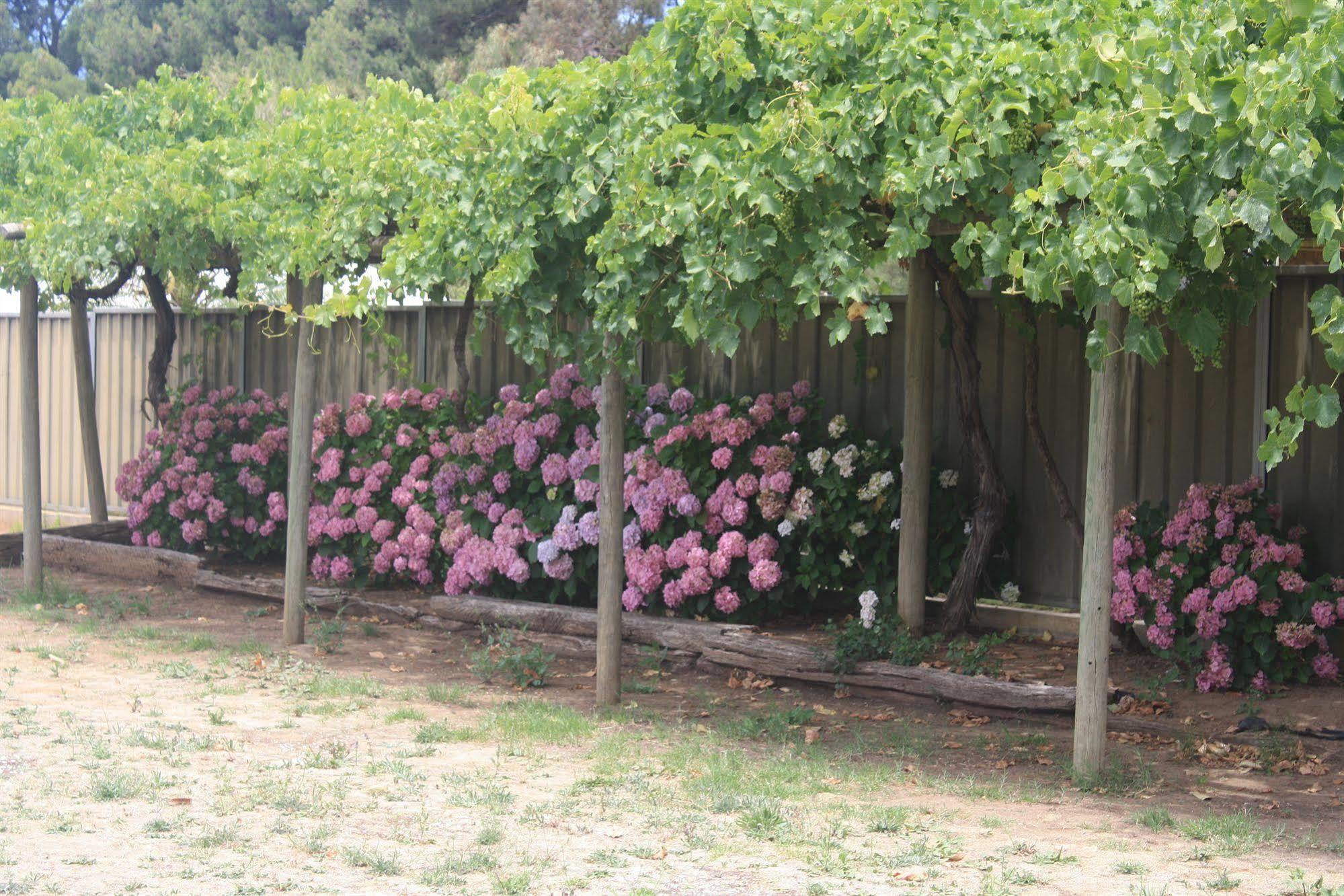 Angaston Vineyards Motel Kültér fotó